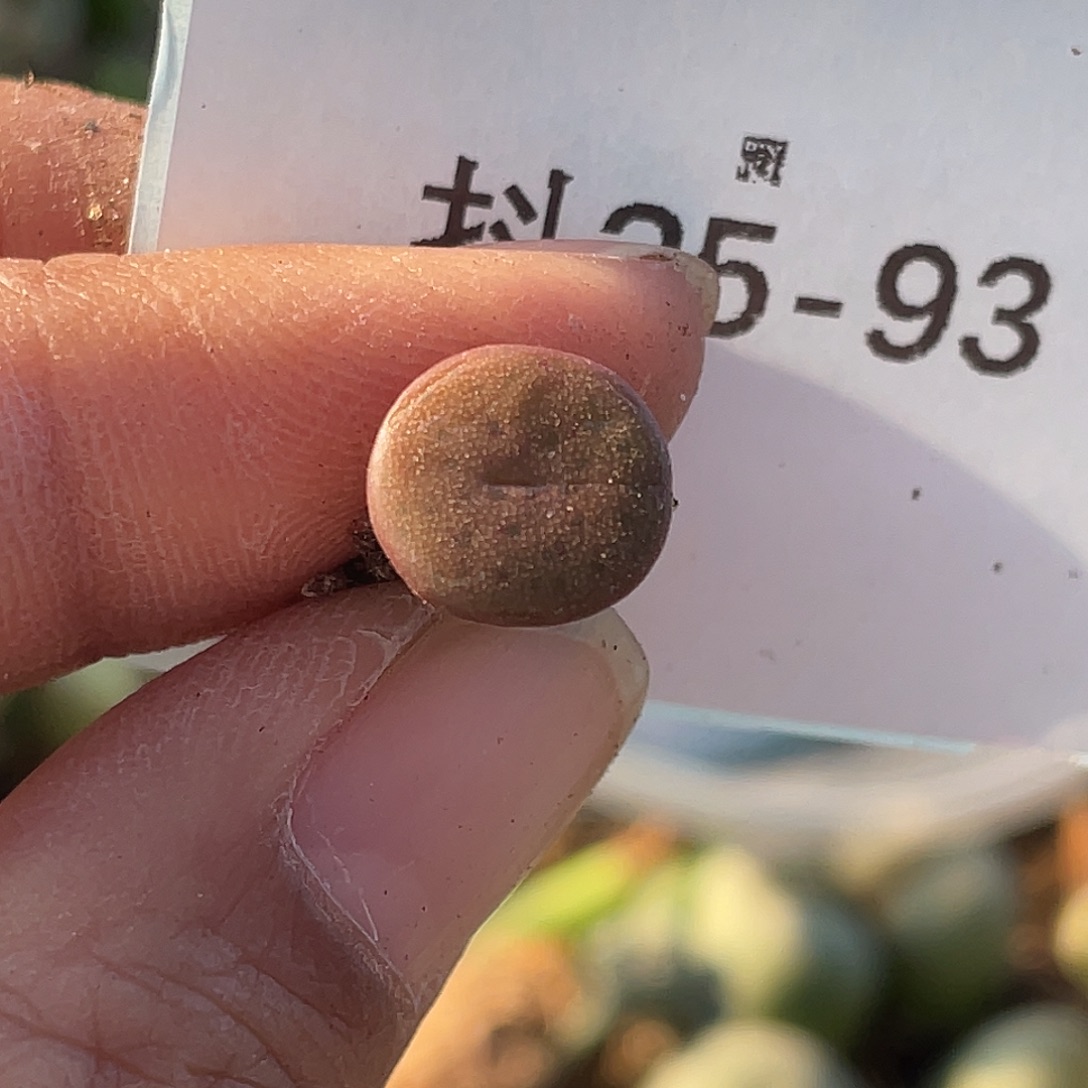 会***花25-93肉锥多肉植物