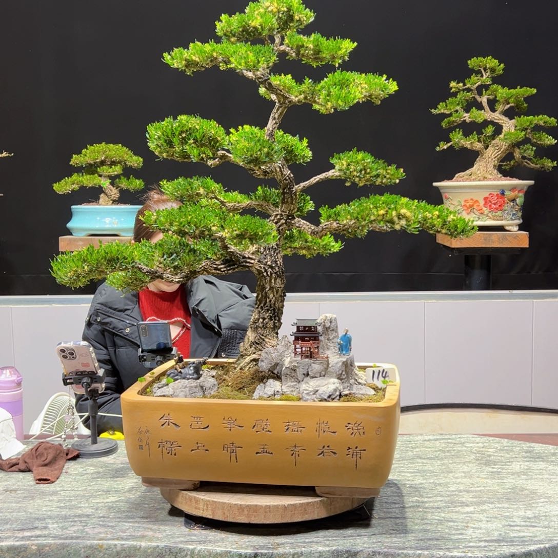 四季常青老桩黄杨盆景