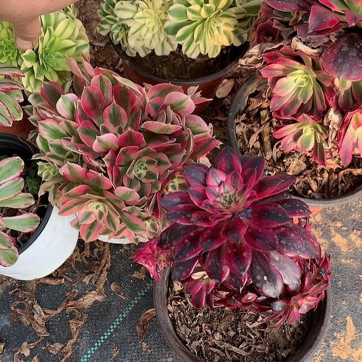 形**只多肉植物六颗组合砍过头7