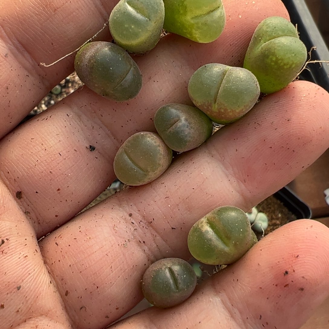 叮****11-191肉锥多肉植物，