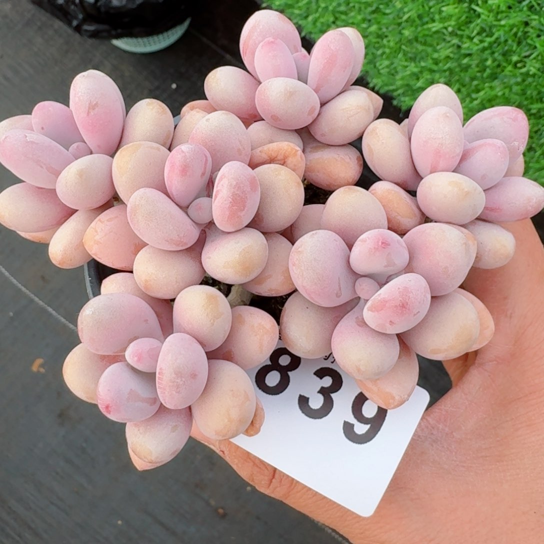 桃蛋         多肉植物