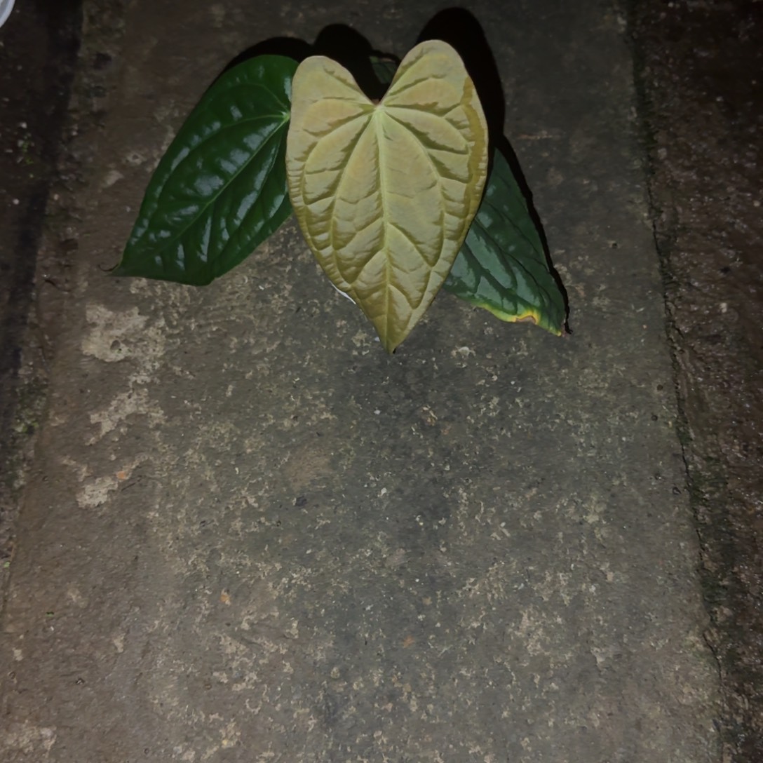 无花朵黑水晶杂黑奢华