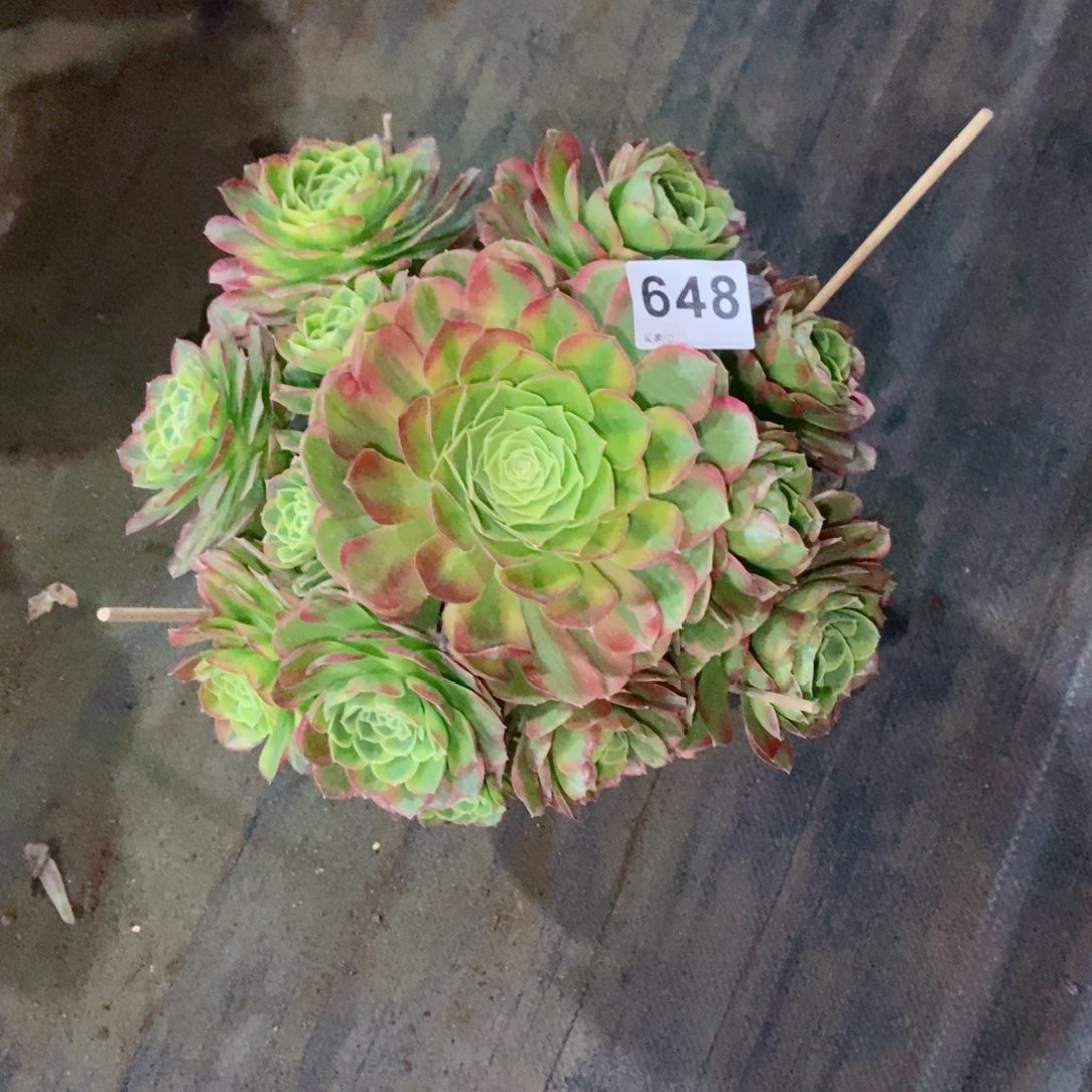 奶白648多肉1111