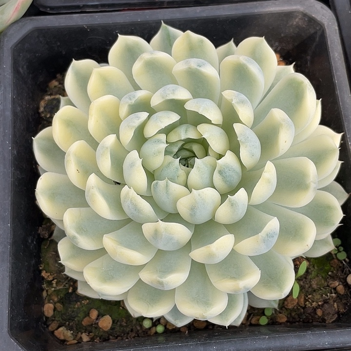 香草月影锦。锦龙一物一拍