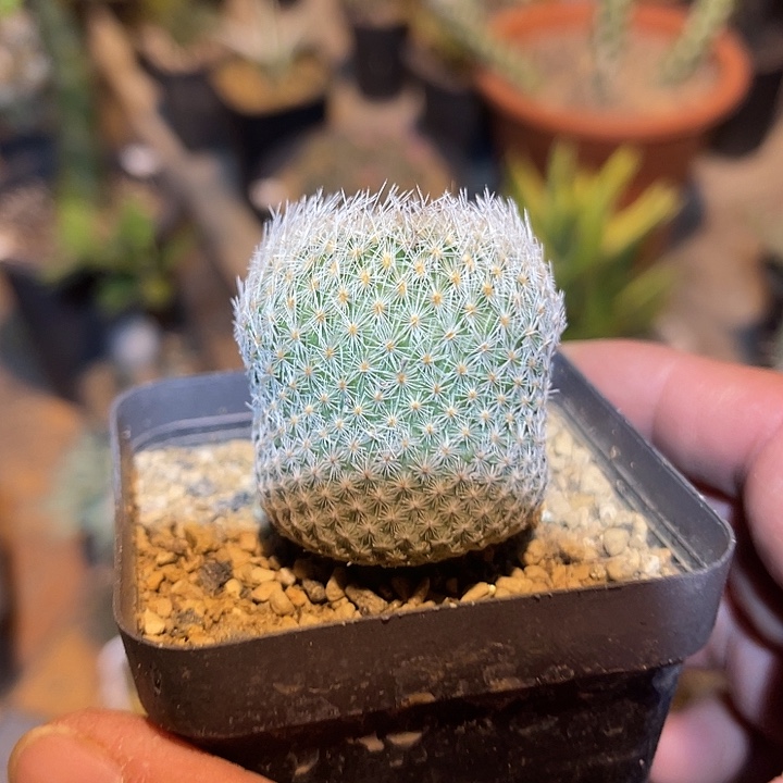 满38包邮2天凑单，脱土晾根发货多肉植物实生月世界