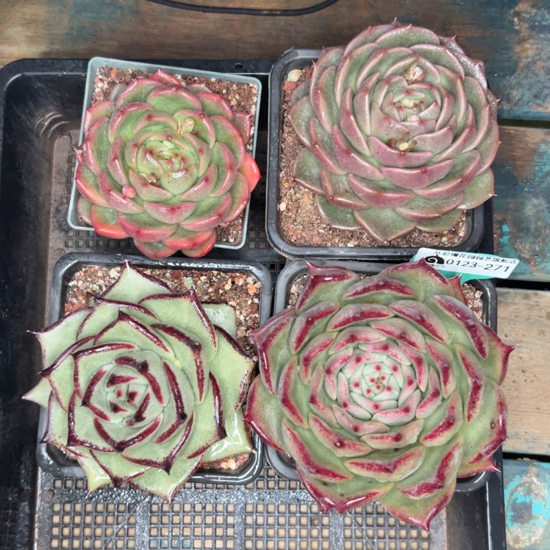 多肉编号0123-271