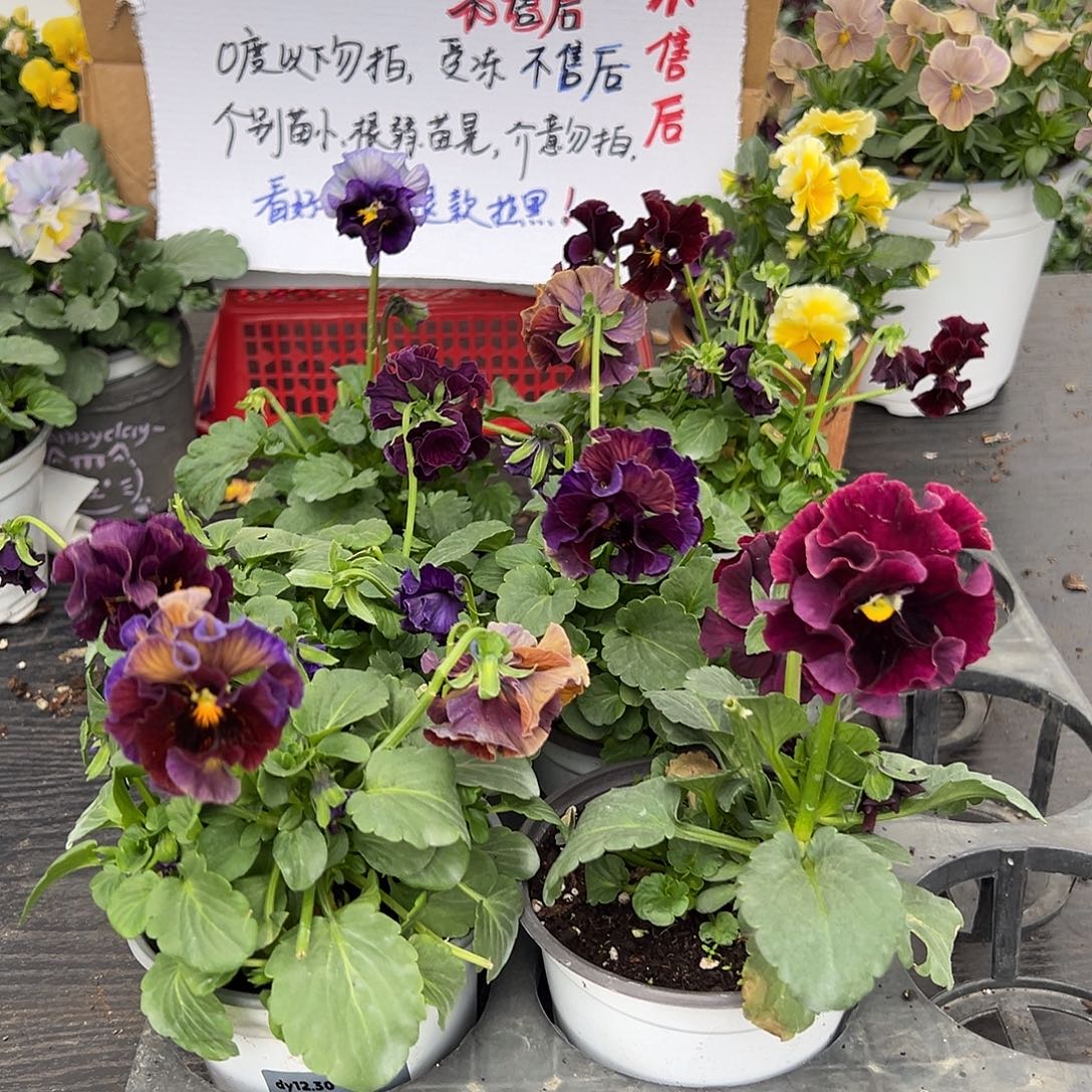 大部分花苞少量开放354号