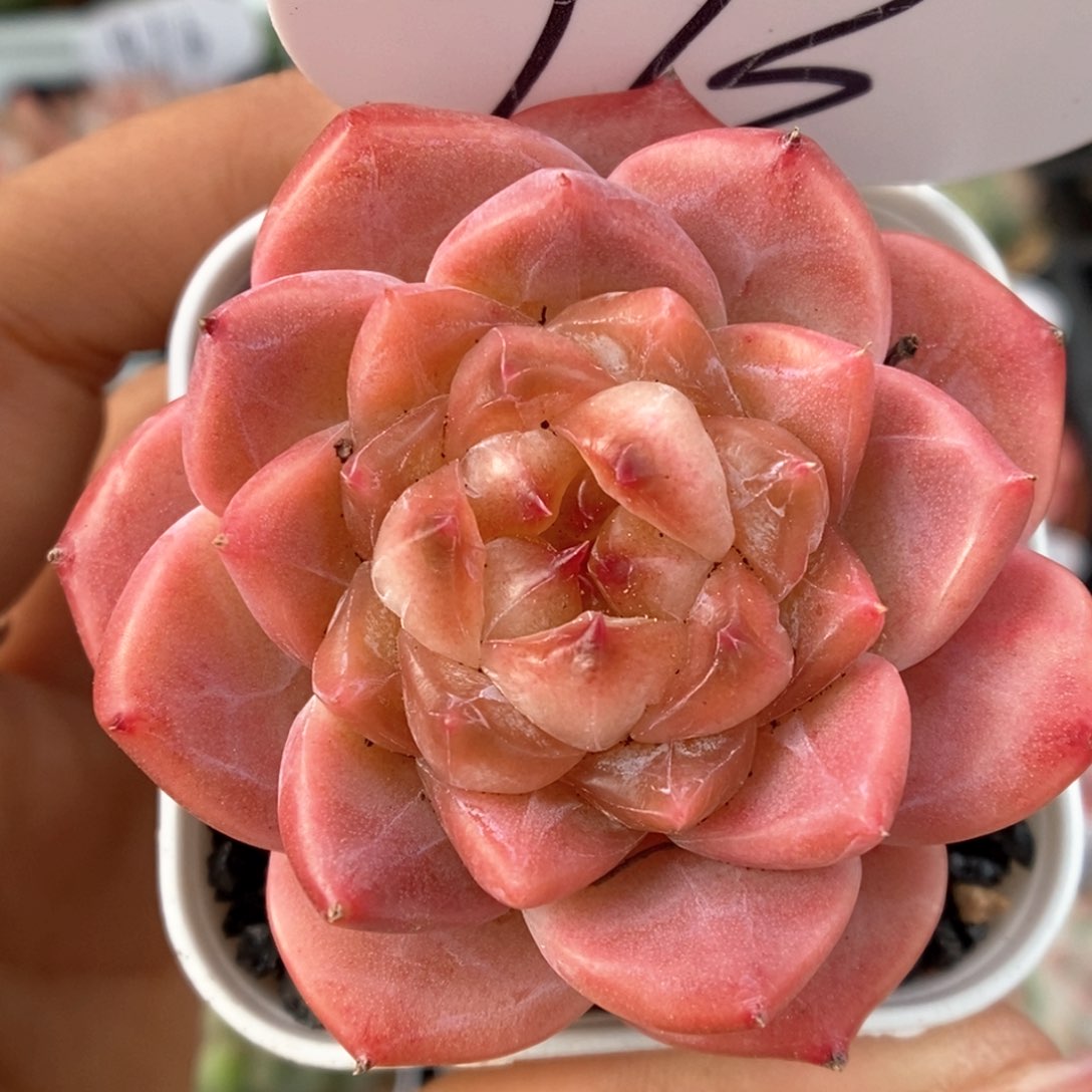 糖心冰魄可拍913号。