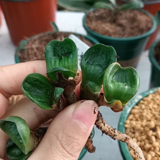 舍***6无花朵特色花卉君子兰小苗君