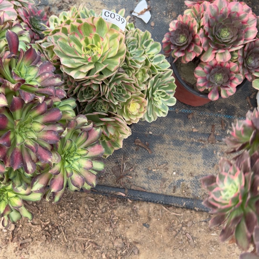 暖***爱050万花筒多肉植物法师