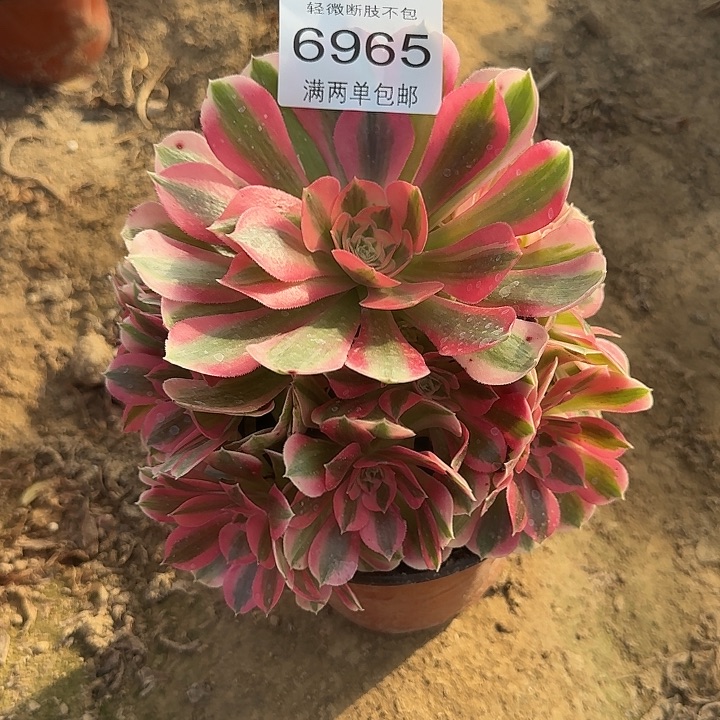 6965女巫多肉植物