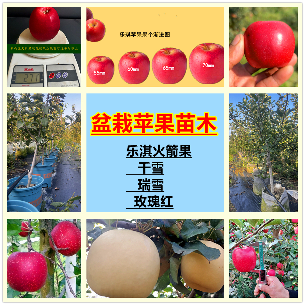 苹果盆栽苗：乐其 瑞雪 千雪 玫瑰红