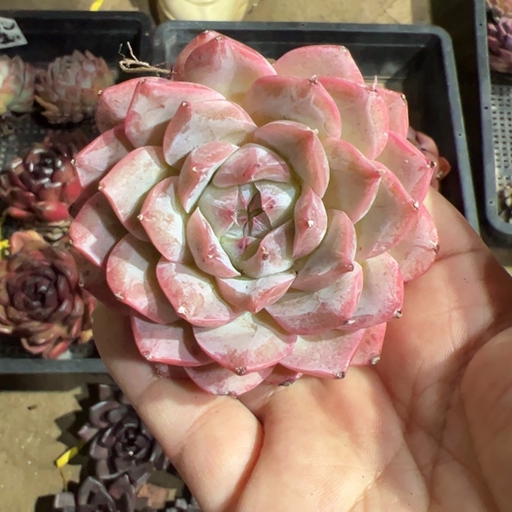 忘情之夜 多肉植物