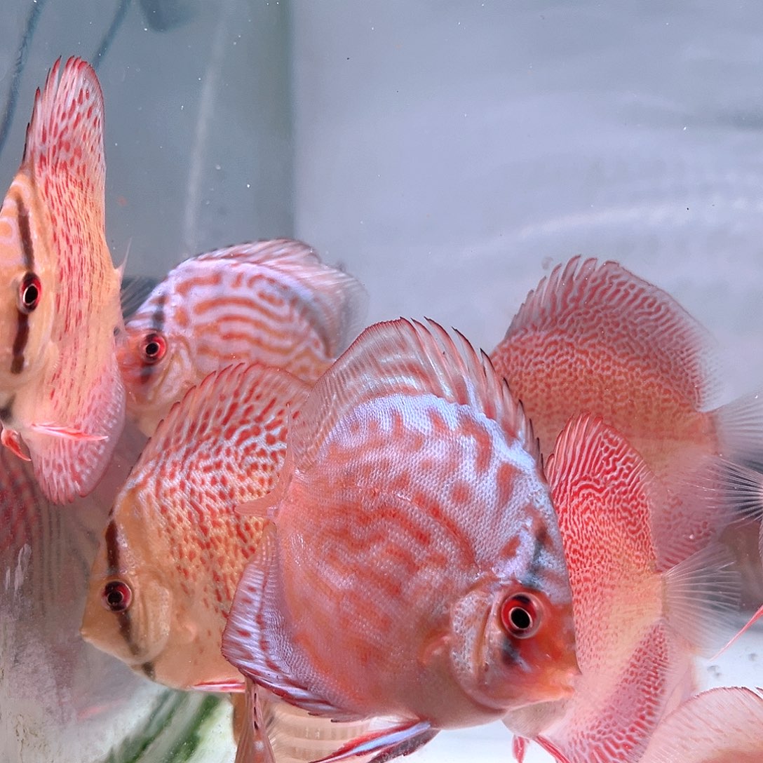 海水鱼肉身6到7精选6条