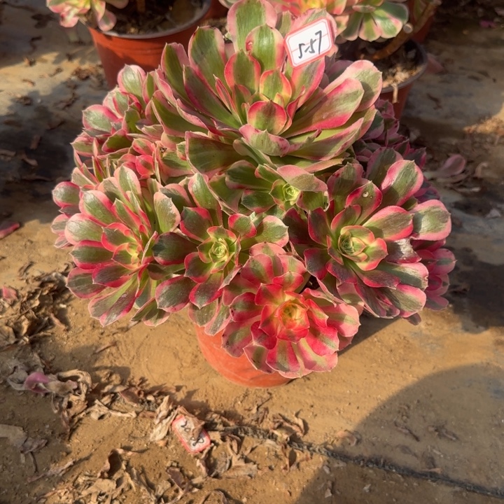 5-57女郎多肉不包售后