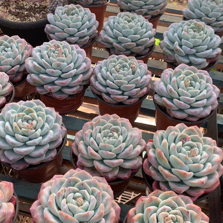 超大母本单头冰玉两单包邮