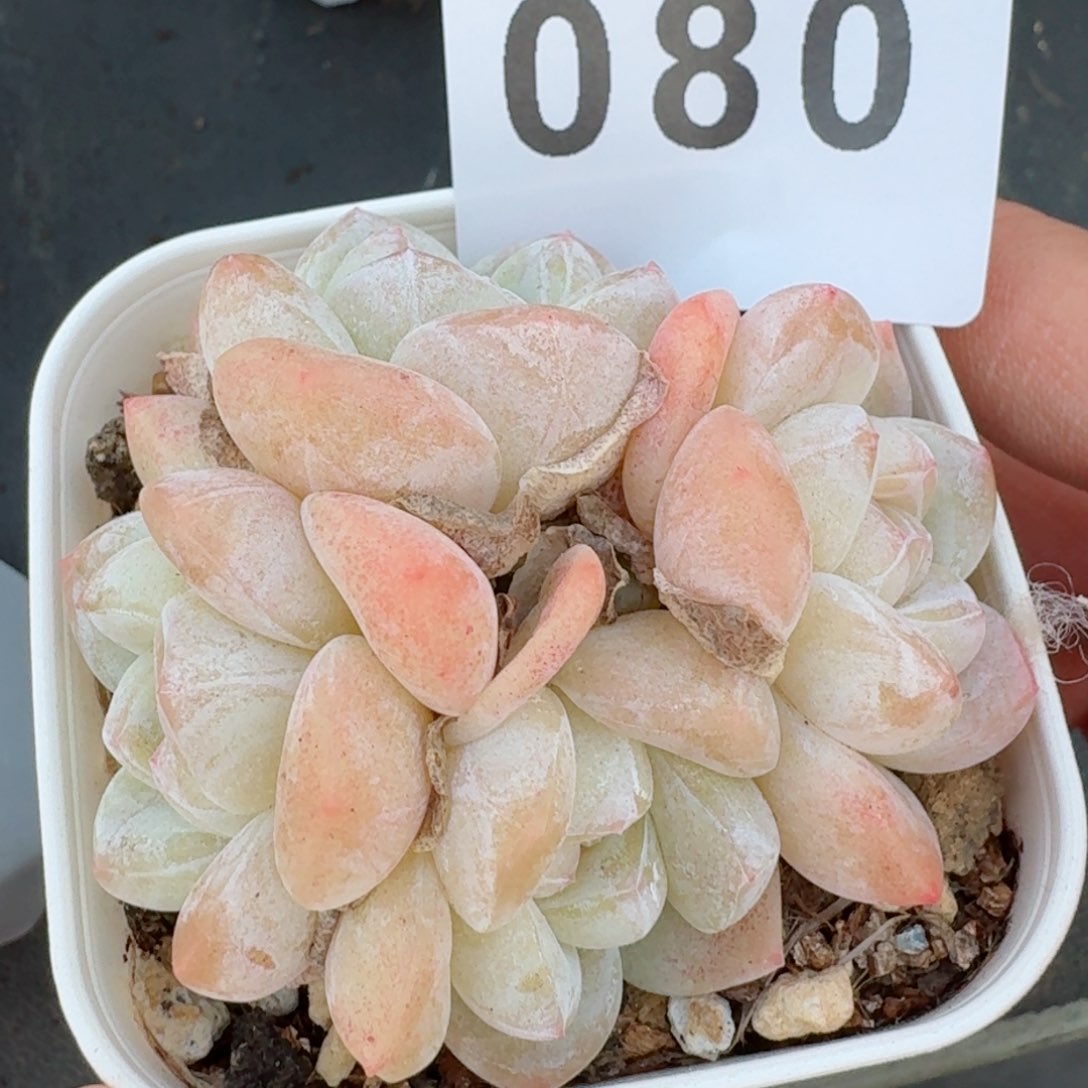 冰玉群生小脸         精品多肉