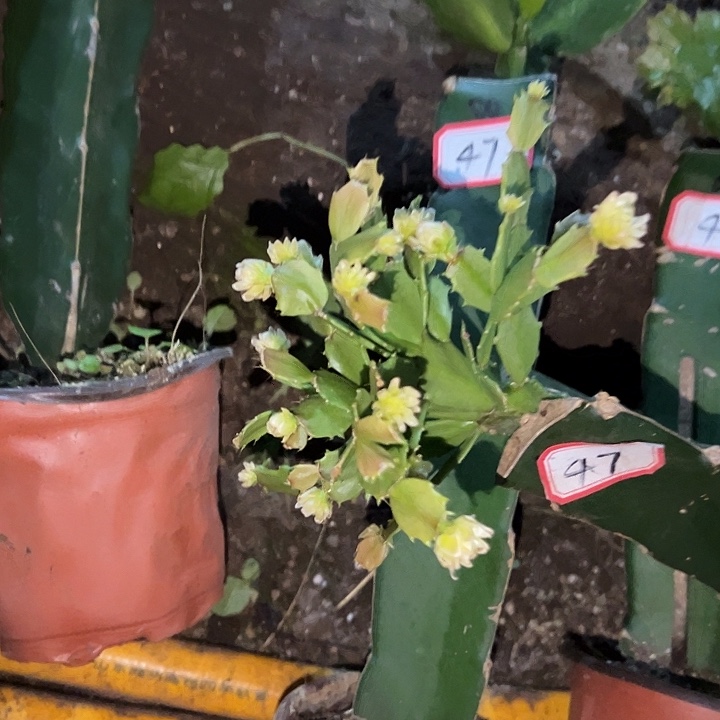 宝***猪，47号带盆082.050.063