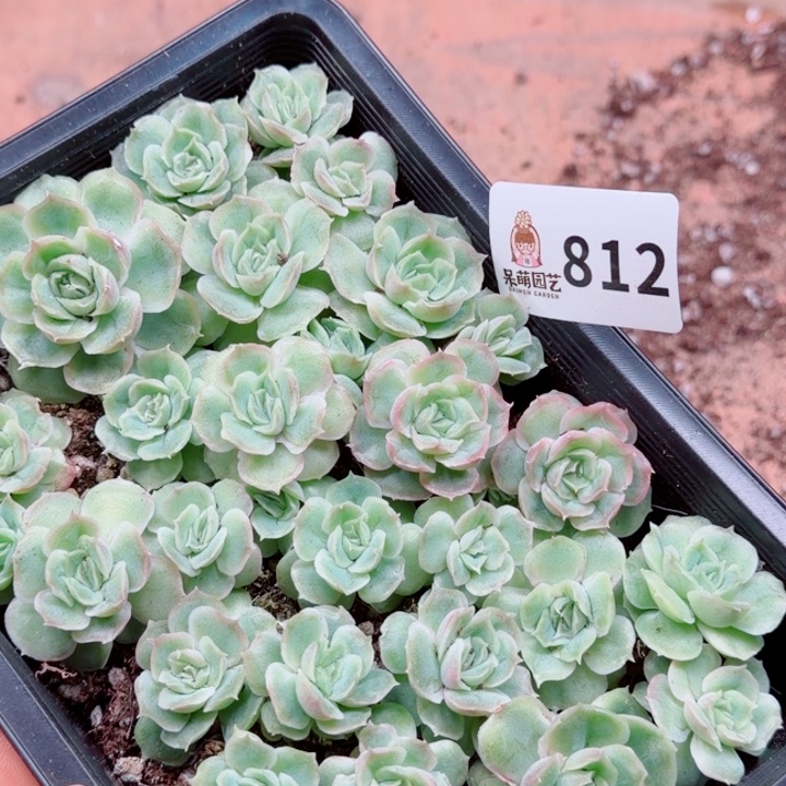 玲***玲多肉植物多肉植物