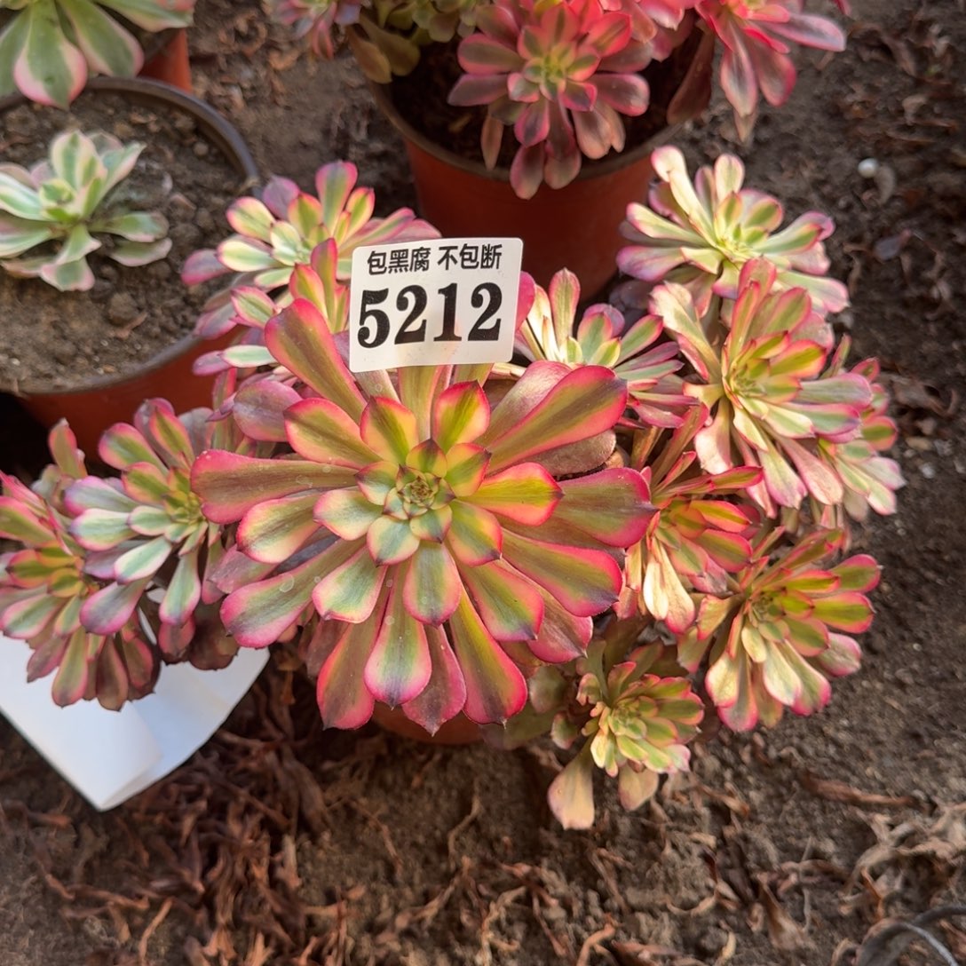 法师美肌5212 19-33