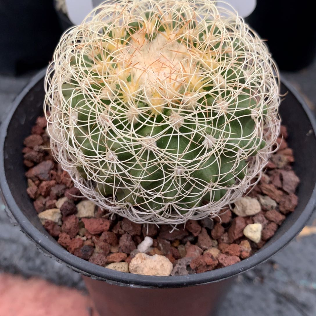 开播福利实生仙人球仙人球