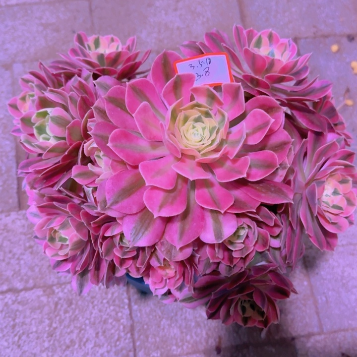 红*多肉粉女巫3.5.18