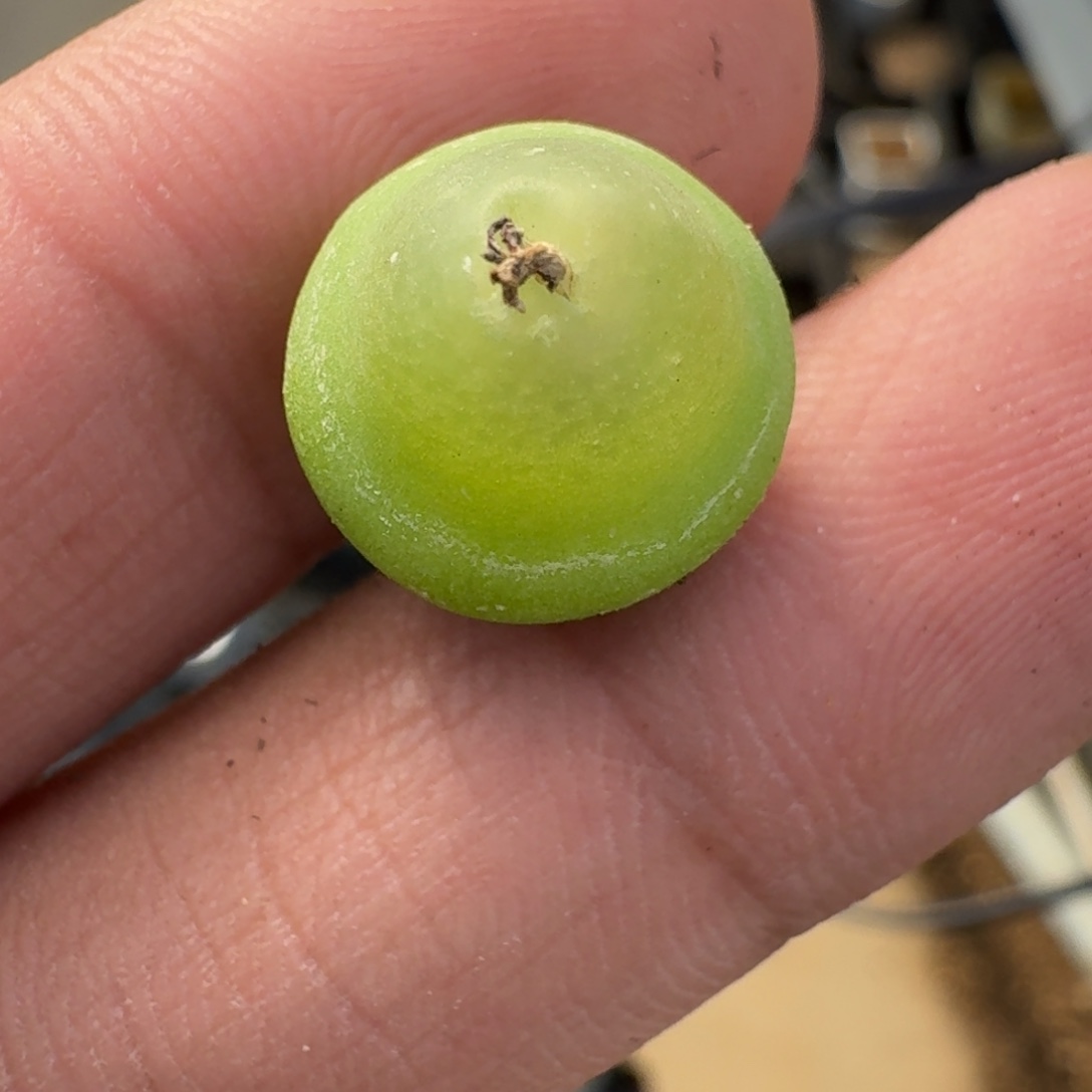 云缦精品番杏31.14大葫芦