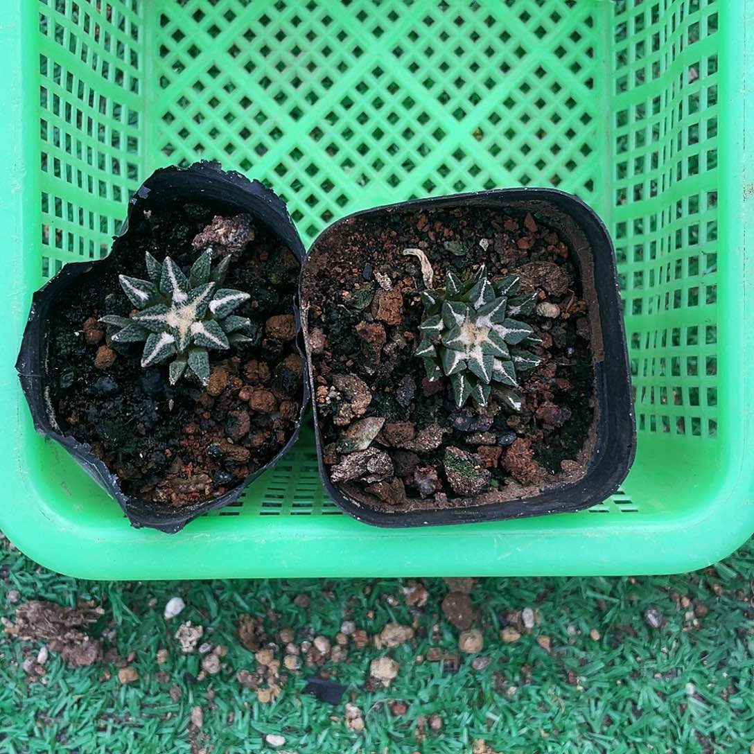 春***木以实际为准特价岩牡丹一物一拍