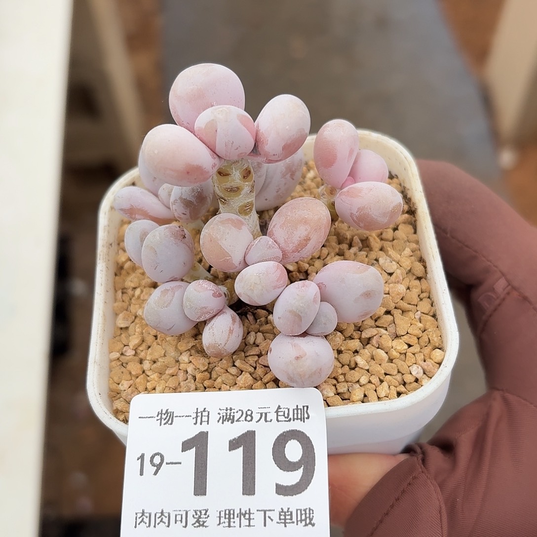 奶酪无盆土发货无