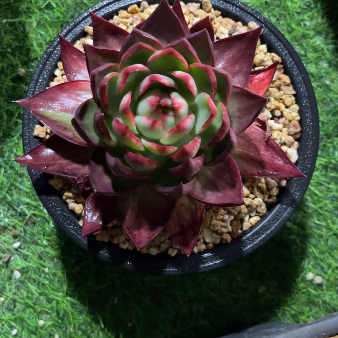 靓*惊鸿仙子 一物一拍