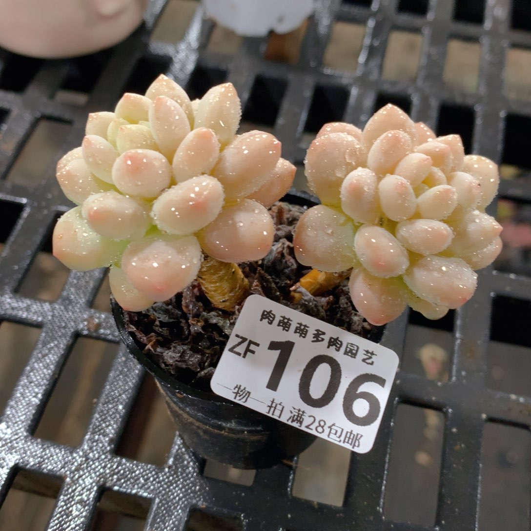 肉萌萌拇指盆精控多肉ZF106