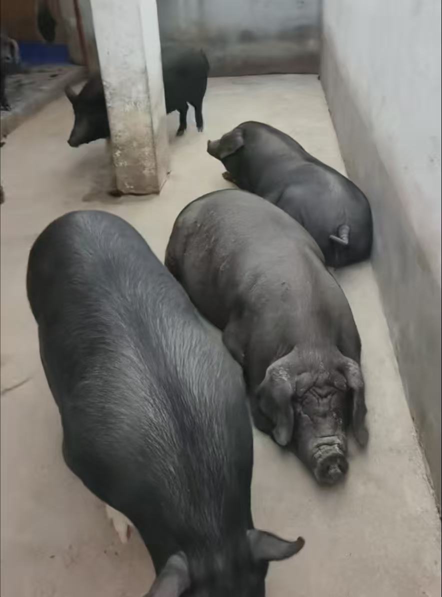 原生态散养黑猪肉新鲜现称顺丰包邮