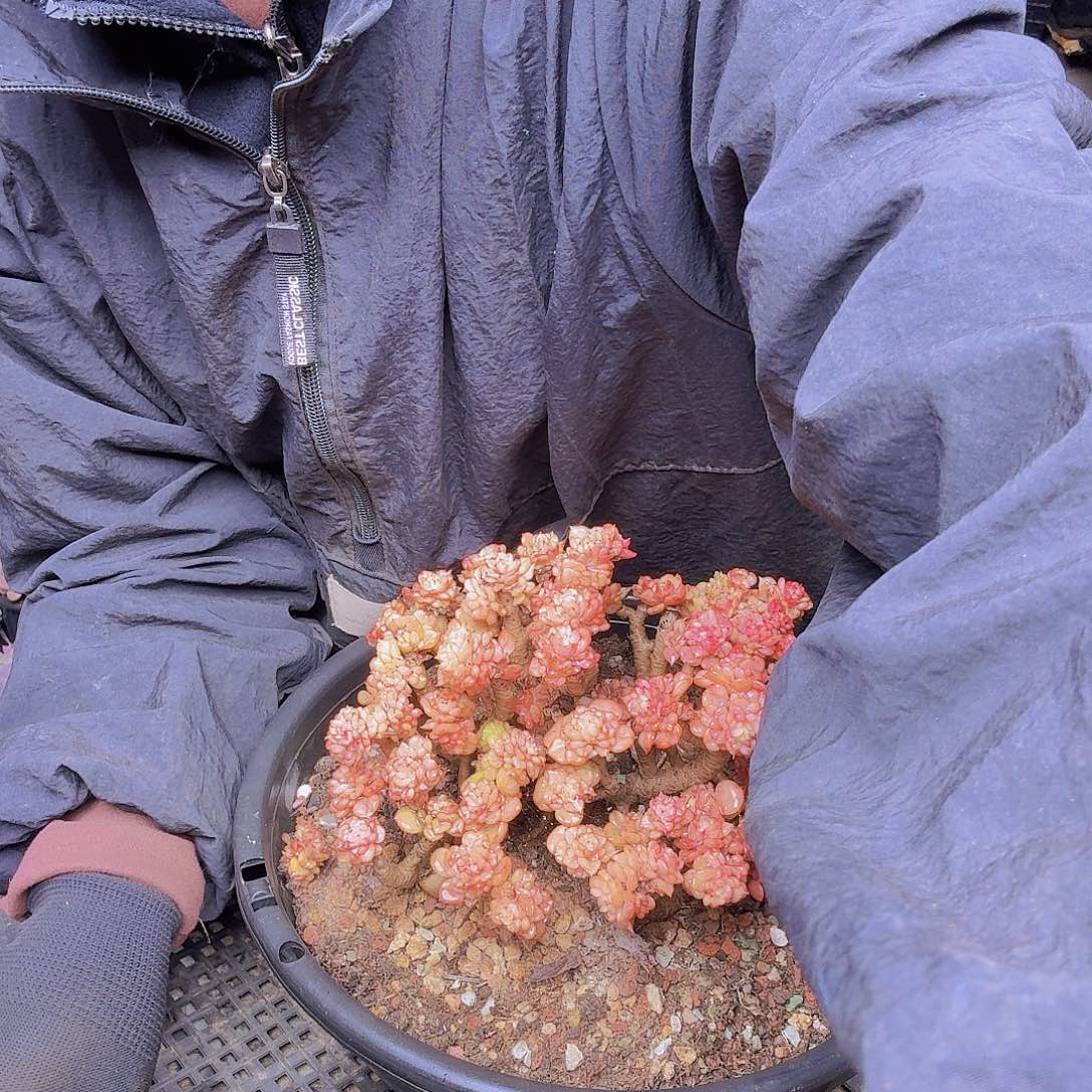 小***儿蜡牡丹一物一拍寄养