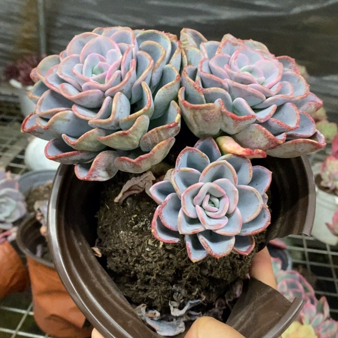 美尻双头带仔，160杯