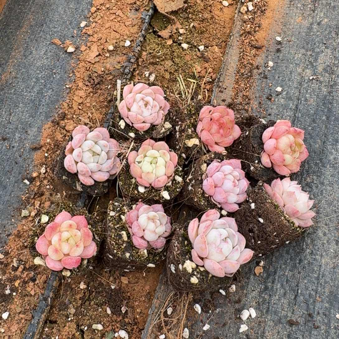 13-51中门左二左三包子脸小体美尼杂交二十颗量拍