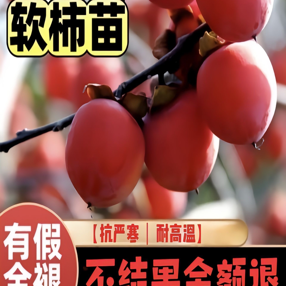 火晶柿子树，冬天落叶不落果，一物一拍