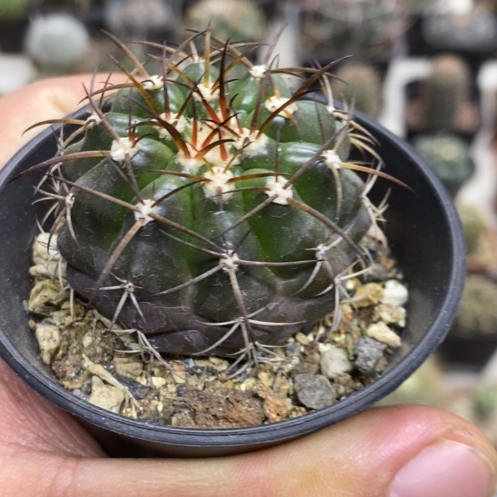 实生圆盘玉特价包邮