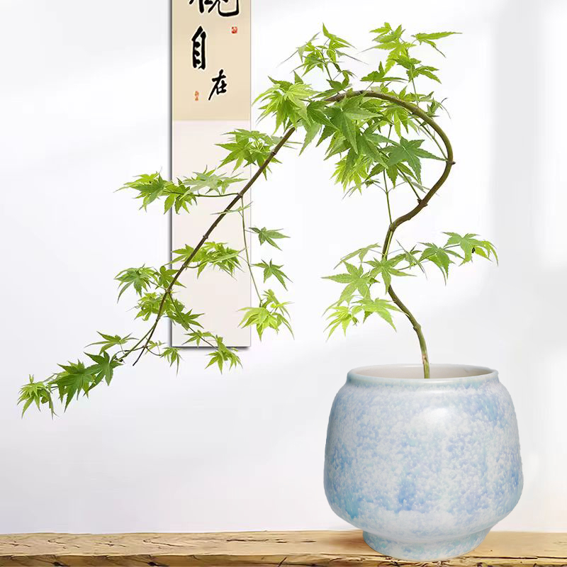 流泉枫盆栽室内桌面盆景禅意植物适合书房茶桌装饰