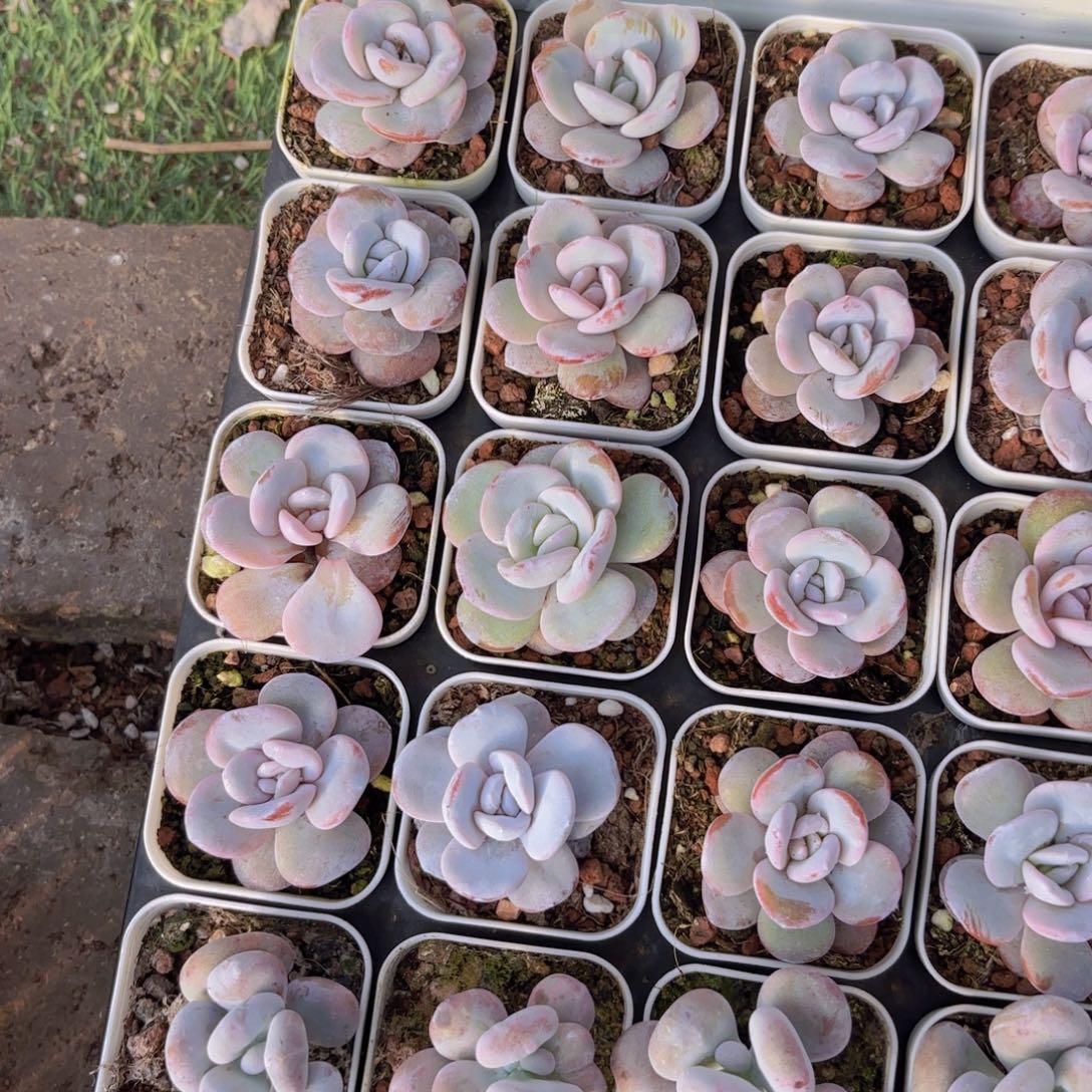 圆叶雪莲一颗量拍