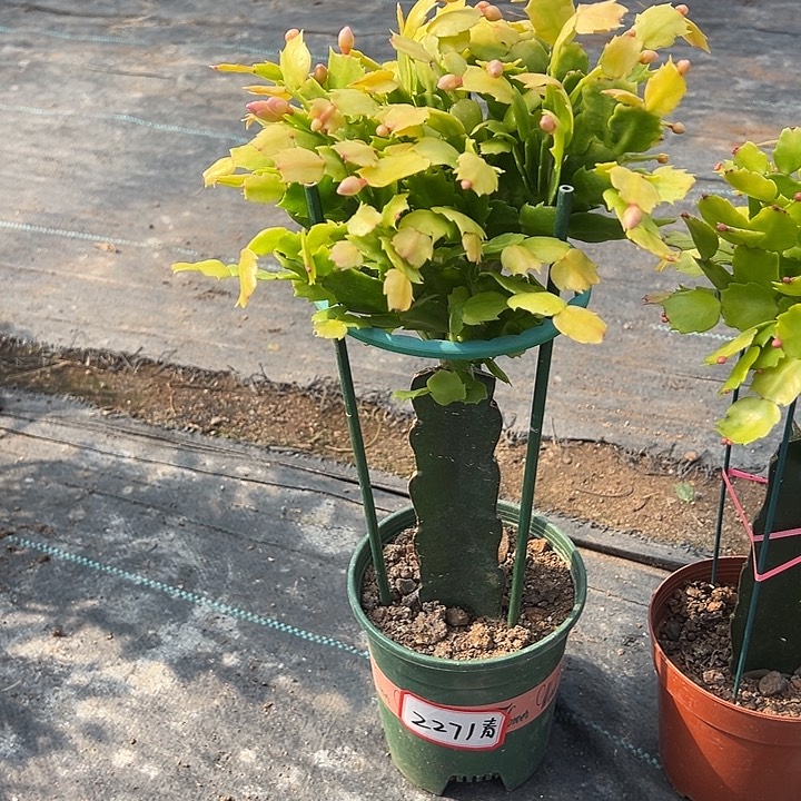 金条蟹爪兰尾号2271