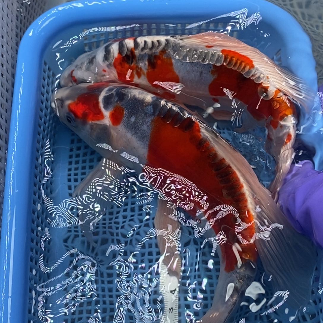 锦鲤冷水锦鲤包邮