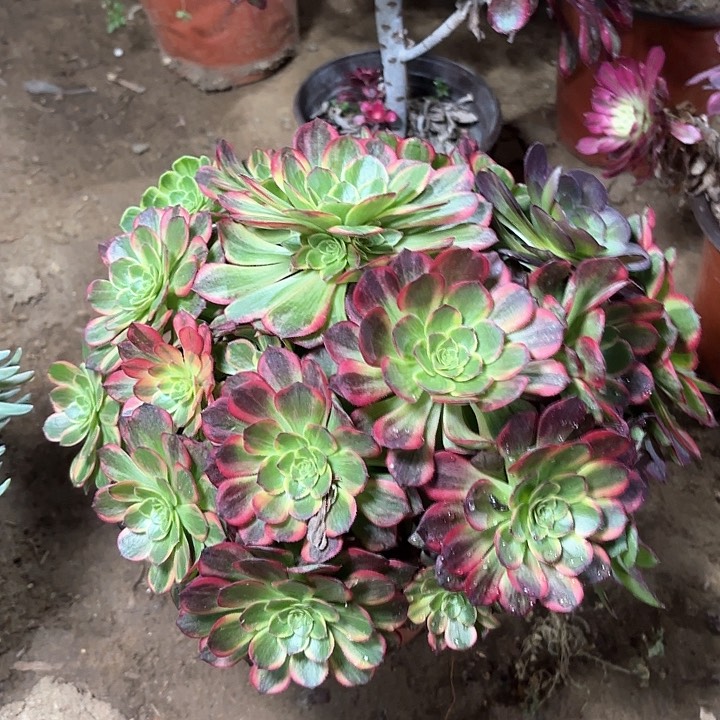 多肉植物法师万黄9