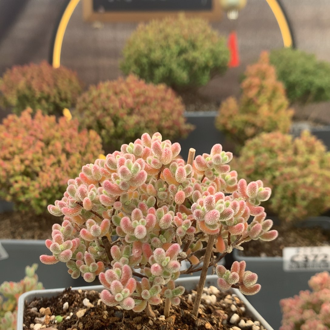 c452实生冰晶枝干番杏