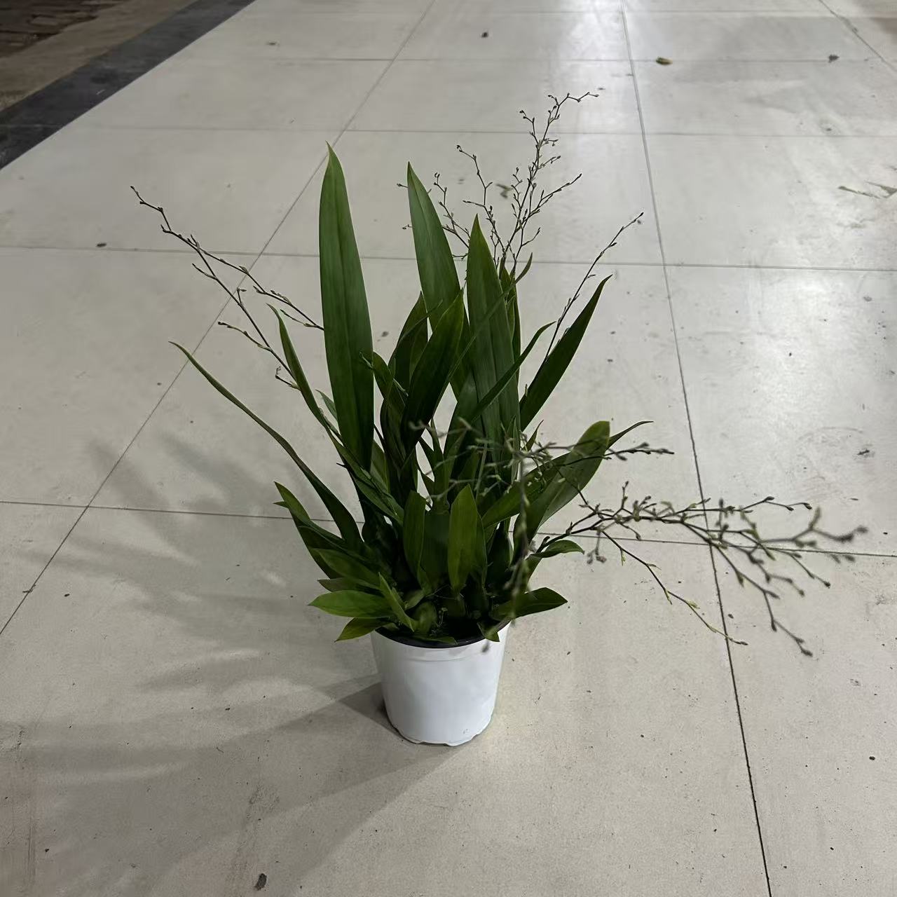120精品大盆梦香兰盆栽