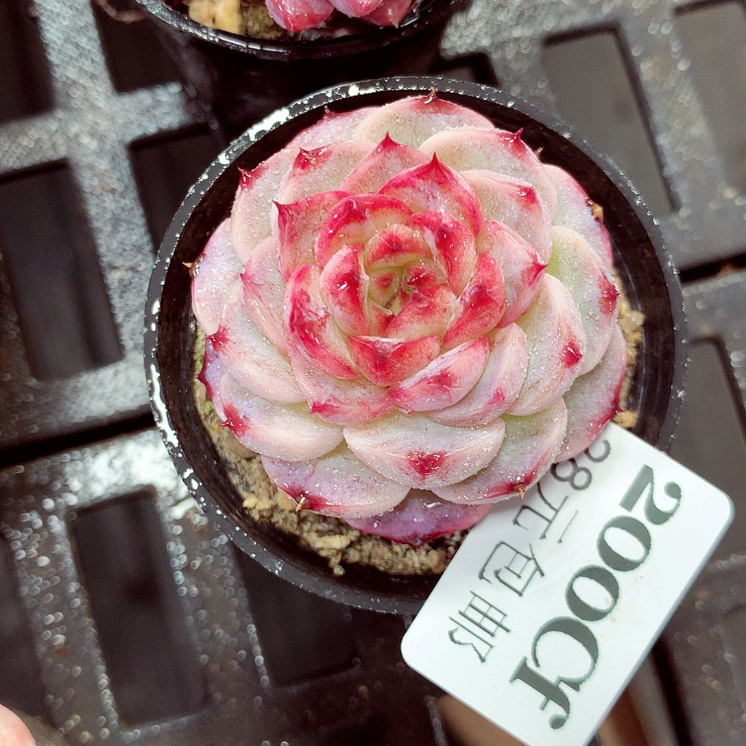 5厘米盆精控多肉200