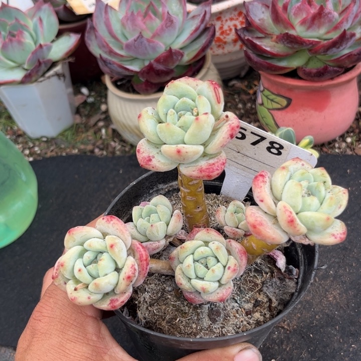 望舒多肉植物多肉植物