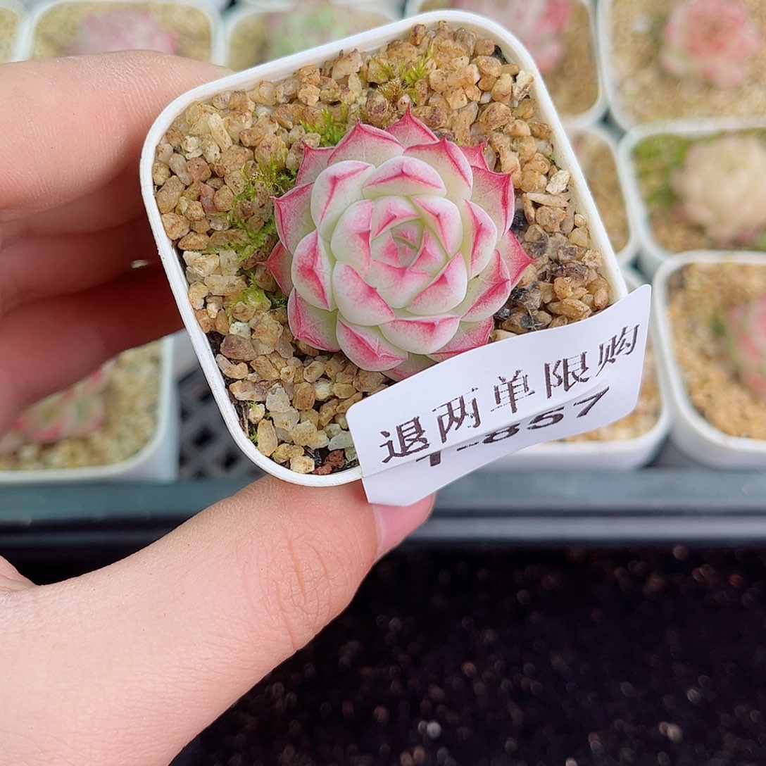 1-857 新疆西藏内蒙不发零度以下拍保温箱