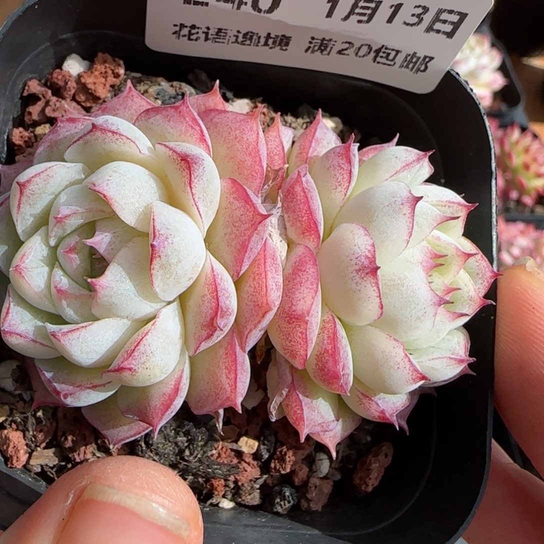 花语逸镜0113-240