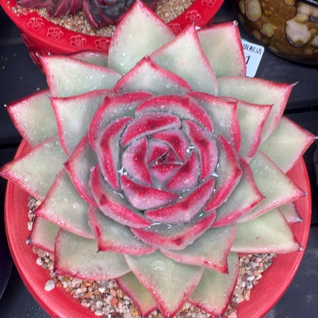 从前慢多肉精选编号0206.81