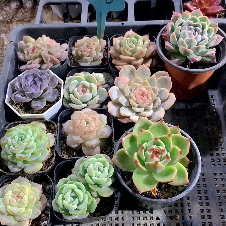 816号多肉植物园艺